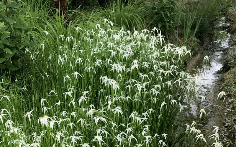 White Star Grass (Rhynchospora Colorata) - 1 Gallon Pot 6 White Star Grass (Rhynchospora Colorata) - 1 Gallon Pot - Image 6