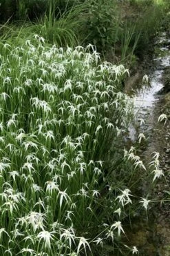 White Star Grass (Rhynchospora Colorata) - 1 Gallon Pot 11 White Star Grass (Rhynchospora Colorata) - 1 Gallon Pot -Botanica Tree Store dichromena latifolia white top sedge grass 9