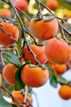Fuyu Persimmon Tree - 7 Gallon Pot (4-5') -Botanica Tree Store diospyros kaki fuyu persimmon tree 3 1