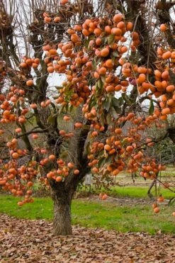 Fuyu Persimmon Tree - 7 Gallon Pot (4-5') -Botanica Tree Store diospyros kaki fuyu persimmon tree 5 1
