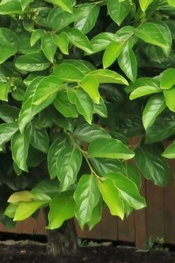 Fuyu Persimmon Tree - 3 Gallon Pot -Botanica Tree Store diospyros kaki fuyu persimmon tree 6