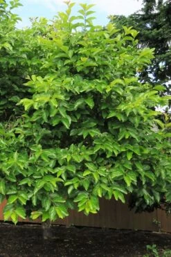 Fuyu Persimmon Tree - 3 Gallon Pot -Botanica Tree Store diospyros kaki fuyu persimmon tree 7