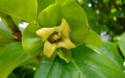 Fuyu Persimmon Tree - 3 Gallon Pot -Botanica Tree Store diospyros kaki fuyu persimmon tree 9