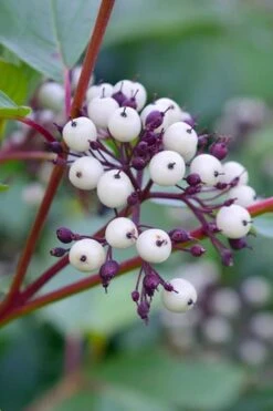 Red Osier Red Twig Dogwood (Cornus Sericea) - 1 Gallon Pot 13 Red Osier Red Twig Dogwood (Cornus Sericea) - 1 Gallon Pot -Botanica Tree Store dogwood red osier 500x750 3