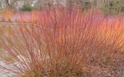 Silky Dogwood (Cornus Amonium) - 1 Gallon Pot 16 Silky Dogwood (Cornus Amonium) - 1 Gallon Pot -Botanica Tree Store dogwood silky 2 800x500 1