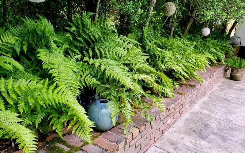 Autumn Brilliance Fern (Dryopteris Erythrosora) - 3 Gallon 7 Autumn Brilliance Fern (Dryopteris Erythrosora) - 3 Gallon - Image 7