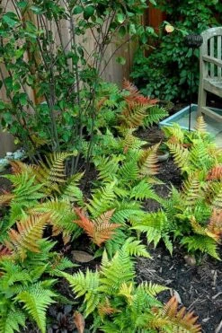 Autumn Brilliance Fern (Dryopteris Erythrosora) - 6 Pack Of 1 Gallon Pots -Botanica Tree Store dryopteris erythrosora autumn brilliance fern 11 3