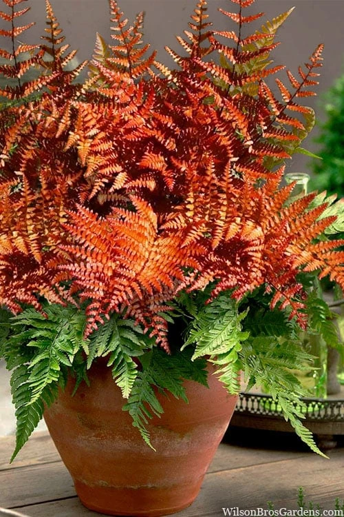 Autumn Brilliance Fern (Dryopteris Erythrosora) - 1 Gallon Pot 1 Autumn Brilliance Fern (Dryopteris Erythrosora) - 1 Gallon Pot