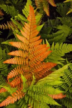 Autumn Brilliance Fern (Dryopteris Erythrosora) - 6 Pack Of 1 Gallon Pots -Botanica Tree Store dryopteris erythrosora autumn brilliance fern 2 3