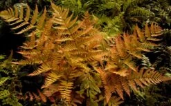 Autumn Brilliance Fern (Dryopteris Erythrosora) - 6 Pack Of 1 Gallon Pots -Botanica Tree Store dryopteris erythrosora autumn brilliance fern 3 3