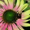 Green Twister Coneflower (Echinacea) - 1 Gallon Pot