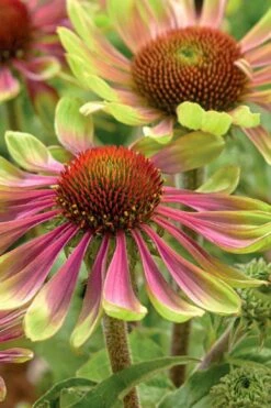 Green Twister Coneflower (Echinacea) - 1 Gallon Pot -Botanica Tree Store echinacea green twister 2