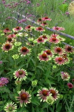 Green Twister Coneflower (Echinacea) - 1 Gallon Pot -Botanica Tree Store echinacea green twister 5