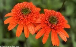 Moab Sunset Coneflower (Echinacea) - 6 Pack Of 1 Gallon Pots 13 Moab Sunset Coneflower (Echinacea) - 6 Pack Of 1 Gallon Pots -Botanica Tree Store echinacea moab sunset orange coneflower 11