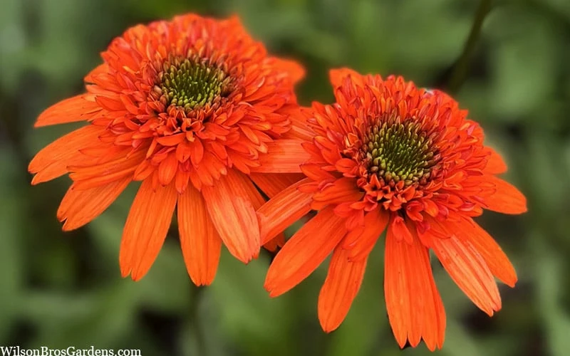 Moab Sunset Coneflower (Echinacea) - 6 Pack Of 1 Gallon Pots 6 Moab Sunset Coneflower (Echinacea) - 6 Pack Of 1 Gallon Pots - Image 6