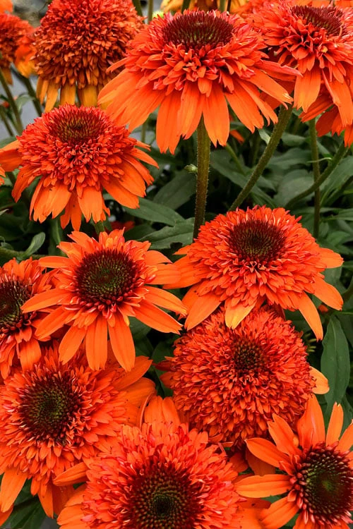 Moab Sunset Coneflower (Echinacea) - 6 Pack Of 1 Gallon Pots 4 Moab Sunset Coneflower (Echinacea) - 6 Pack Of 1 Gallon Pots - Image 4
