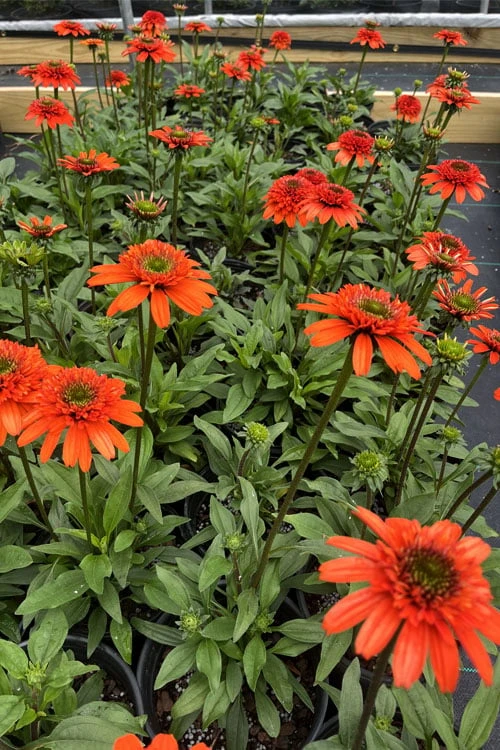 Moab Sunset Coneflower (Echinacea) - 6 Pack Of 1 Gallon Pots 8 Moab Sunset Coneflower (Echinacea) - 6 Pack Of 1 Gallon Pots - Image 8