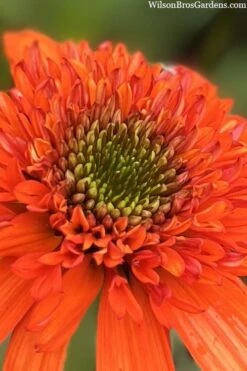 Moab Sunset Coneflower (Echinacea) - 6 Pack Of 1 Gallon Pots 12 Moab Sunset Coneflower (Echinacea) - 6 Pack Of 1 Gallon Pots -Botanica Tree Store echinacea moab sunset orange coneflower 7