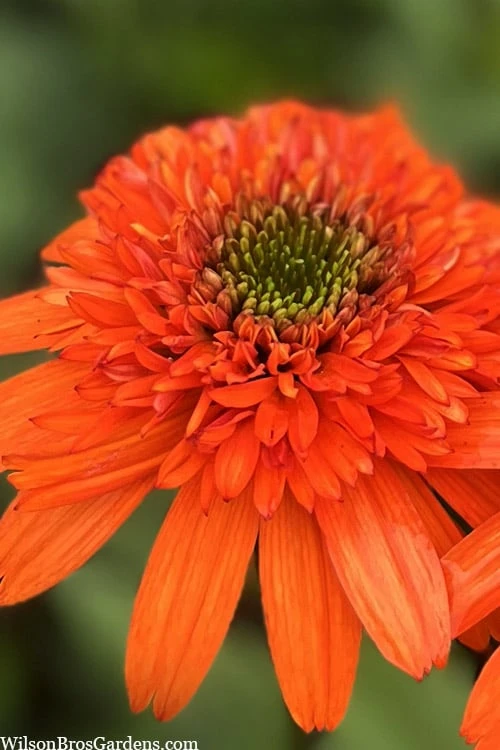 Moab Sunset Coneflower (Echinacea) - 6 Pack Of 1 Gallon Pots 7 Moab Sunset Coneflower (Echinacea) - 6 Pack Of 1 Gallon Pots - Image 7