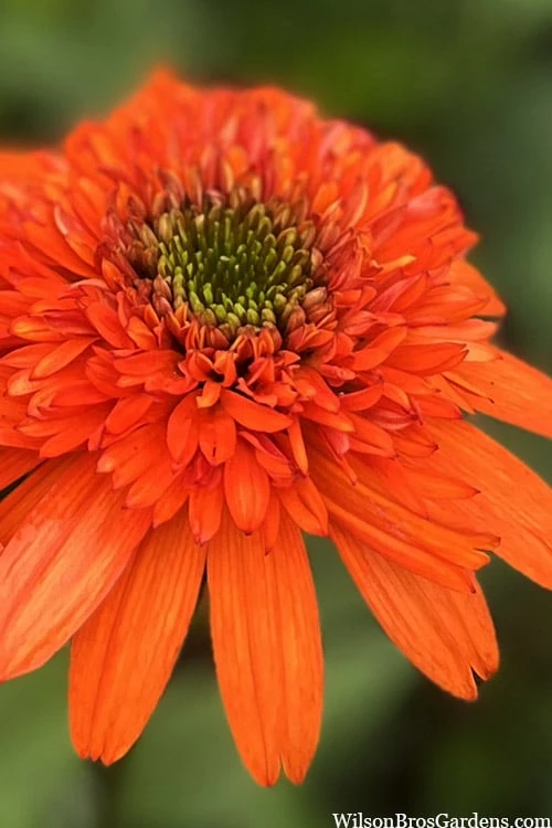 Moab Sunset Coneflower (Echinacea) - 6 Pack Of 1 Gallon Pots 1 Moab Sunset Coneflower (Echinacea) - 6 Pack Of 1 Gallon Pots