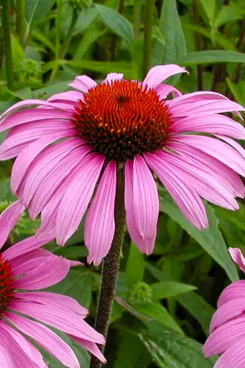 Magnus Purple Coneflower (Echinacea) - 1 Gallon Pot 6 Magnus Purple Coneflower (Echinacea) - 1 Gallon Pot - Image 6