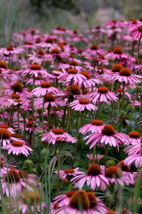 Magnus Purple Coneflower (Echinacea) - 1 Gallon Pot 1 Magnus Purple Coneflower (Echinacea) - 1 Gallon Pot