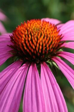 Magnus Purple Coneflower (Echinacea) - 1 Gallon Pot 10 Magnus Purple Coneflower (Echinacea) - 1 Gallon Pot -Botanica Tree Store echinacea purpurea magnus coneflower 8