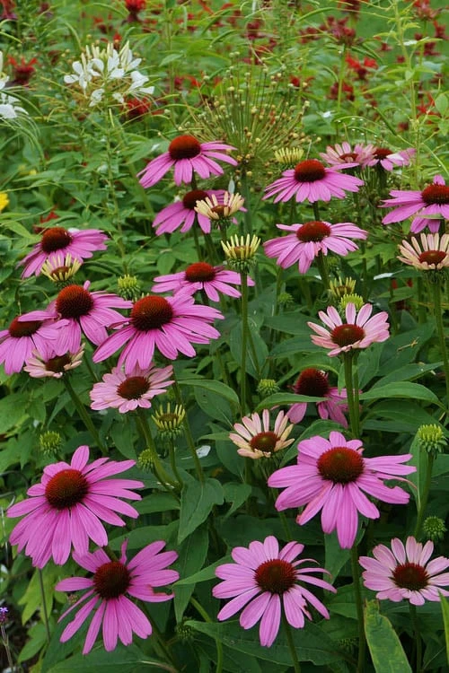 Magnus Purple Coneflower (Echinacea) - 1 Gallon Pot 5 Magnus Purple Coneflower (Echinacea) - 1 Gallon Pot - Image 5