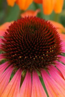 Rainbow Marcella Coneflower - 1 Gallon Pot 13 Rainbow Marcella Coneflower - 1 Gallon Pot -Botanica Tree Store echinacea purpurea rainbow marcella coneflower 1