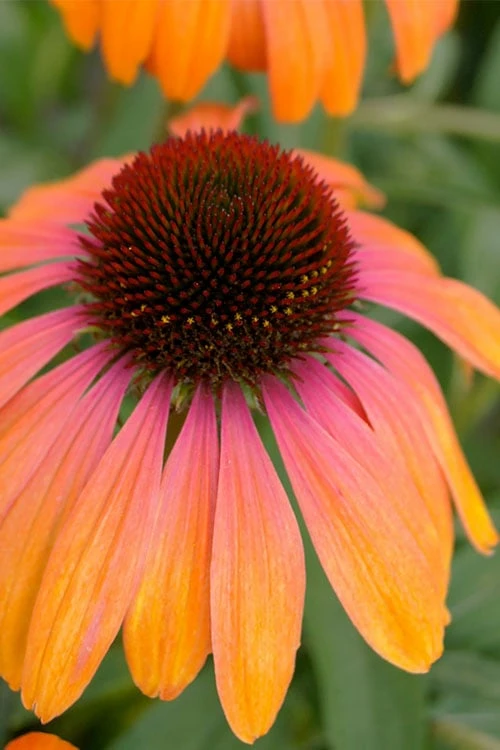 Rainbow Marcella Coneflower - 1 Gallon Pot 1 Rainbow Marcella Coneflower - 1 Gallon Pot