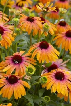 Rainbow Marcella Coneflower - 1 Gallon Pot 11 Rainbow Marcella Coneflower - 1 Gallon Pot -Botanica Tree Store echinacea purpurea rainbow marcella coneflower 5