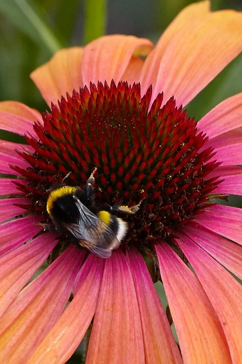 Rainbow Marcella Coneflower - 1 Gallon Pot 8 Rainbow Marcella Coneflower - 1 Gallon Pot - Image 8