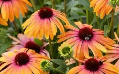 Rainbow Marcella Coneflower - 1 Gallon Pot 14 Rainbow Marcella Coneflower - 1 Gallon Pot -Botanica Tree Store echinacea rainbow marcella coneflower 6