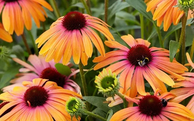 Rainbow Marcella Coneflower - 1 Gallon Pot 7 Rainbow Marcella Coneflower - 1 Gallon Pot - Image 7