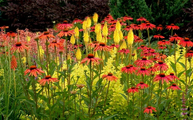 Tomato Soup Coneflower (Echinacea) - 1 Gallon Pot 6 Tomato Soup Coneflower (Echinacea) - 1 Gallon Pot - Image 6