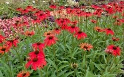 Tomato Soup Coneflower (Echinacea) - 1 Gallon Pot 10 Tomato Soup Coneflower (Echinacea) - 1 Gallon Pot -Botanica Tree Store echinacea tomato soup coneflower 6