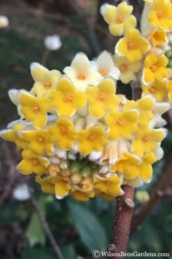 Edgeworthia Chrysantha - Paper Bush - 5 Gallon Pot