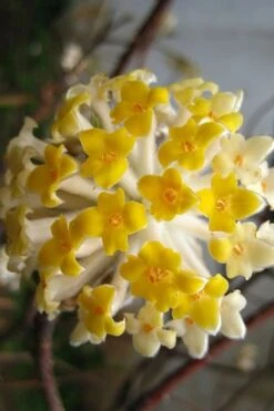 Snow Cream Edgeworthia Paper Bush - 5 Gallon -Botanica Tree Store edgeworthia snow cream 10