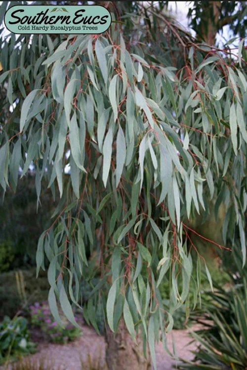 Angus Cold Hardy Eucalyptus Tree (Eucalyptus Nicholii) - 1 Gallon Pot 1 Angus Cold Hardy Eucalyptus Tree (Eucalyptus Nicholii) - 1 Gallon Pot