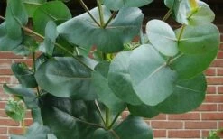 Big O Cold Hardy Eucalyptus Tree (Eucalyptus Neglecta) - 2 Gallon Pot 14 Big O Cold Hardy Eucalyptus Tree (Eucalyptus Neglecta) - 2 Gallon Pot -Botanica Tree Store eucalyptus bigo leaves 5