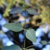 Grace Cold Hardy Eucalyptus Tree (Eucalyptus Elliptica) - 2 Gallon Pot