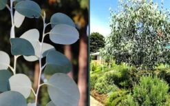 Mappa Tassie Cold Hardy Eucalyptus Tree (Eucalyptus Pauciflora) - 1 Gallon Pot 10 Mappa Tassie Cold Hardy Eucalyptus Tree (Eucalyptus Pauciflora) - 1 Gallon Pot -Botanica Tree Store eucalyptus mappa tassie combo 2