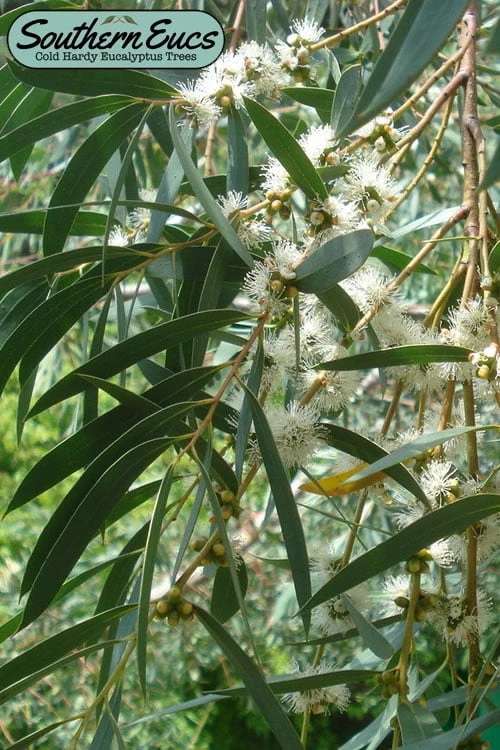 Funky Monkey Cold Hardy Eucalyptus Tree (Eucalyptus Parvula) - 3 Quart Pot 1 Funky Monkey Cold Hardy Eucalyptus Tree (Eucalyptus Parvula) - 3 Quart Pot