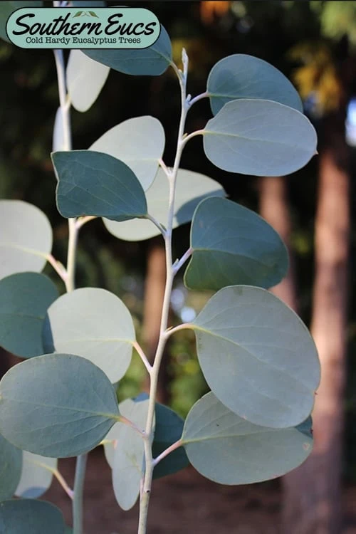 Mappa Tassie Cold Hardy Eucalyptus Tree (Eucalyptus Pauciflora) - 1 Gallon Pot 1 Mappa Tassie Cold Hardy Eucalyptus Tree (Eucalyptus Pauciflora) - 1 Gallon Pot