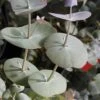 Luna Cold Hardy Eucalyptus Tree (Eucalyptus Perriniana) - 1 Gallon Pot