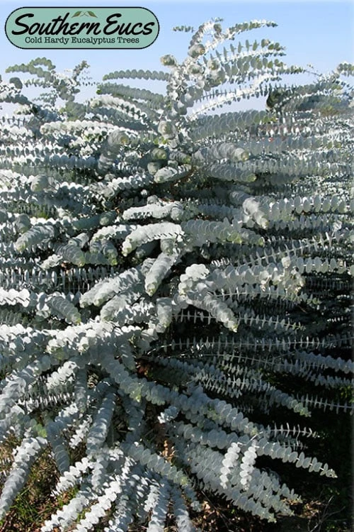 Bluey Cold Hardy Eucalyptus Tree (Eucalyptus Pulverulenta) - 2 Gallon Pot 1 Bluey Cold Hardy Eucalyptus Tree (Eucalyptus Pulverulenta) - 2 Gallon Pot