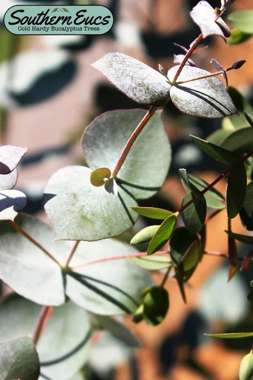 Maggie Cold Hardy Eucalyptus Tree (Eucalyptus Nova Anglica) - 3 Quart Pot 1 Maggie Cold Hardy Eucalyptus Tree (Eucalyptus Nova Anglica) - 3 Quart Pot