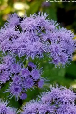 Hardy Ageratum (Blue Mistflower) - 5 Pack Of Quart Pots -Botanica Tree Store eupatorium coelestinum blue hardy ageratum 21