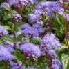 Hardy Ageratum (Blue Mistflower) - 5 Pack Of Quart Pots