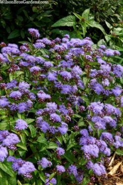 Hardy Ageratum (Blue Mistflower) - 5 Pack Of Quart Pots -Botanica Tree Store eupatorium coelestinum blue mist flower hardy ageratum 23